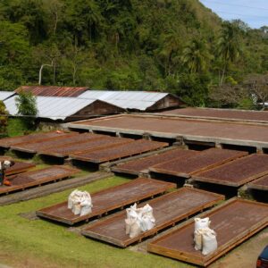 Cocoa Beans Estate