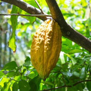 Cocoa Plant