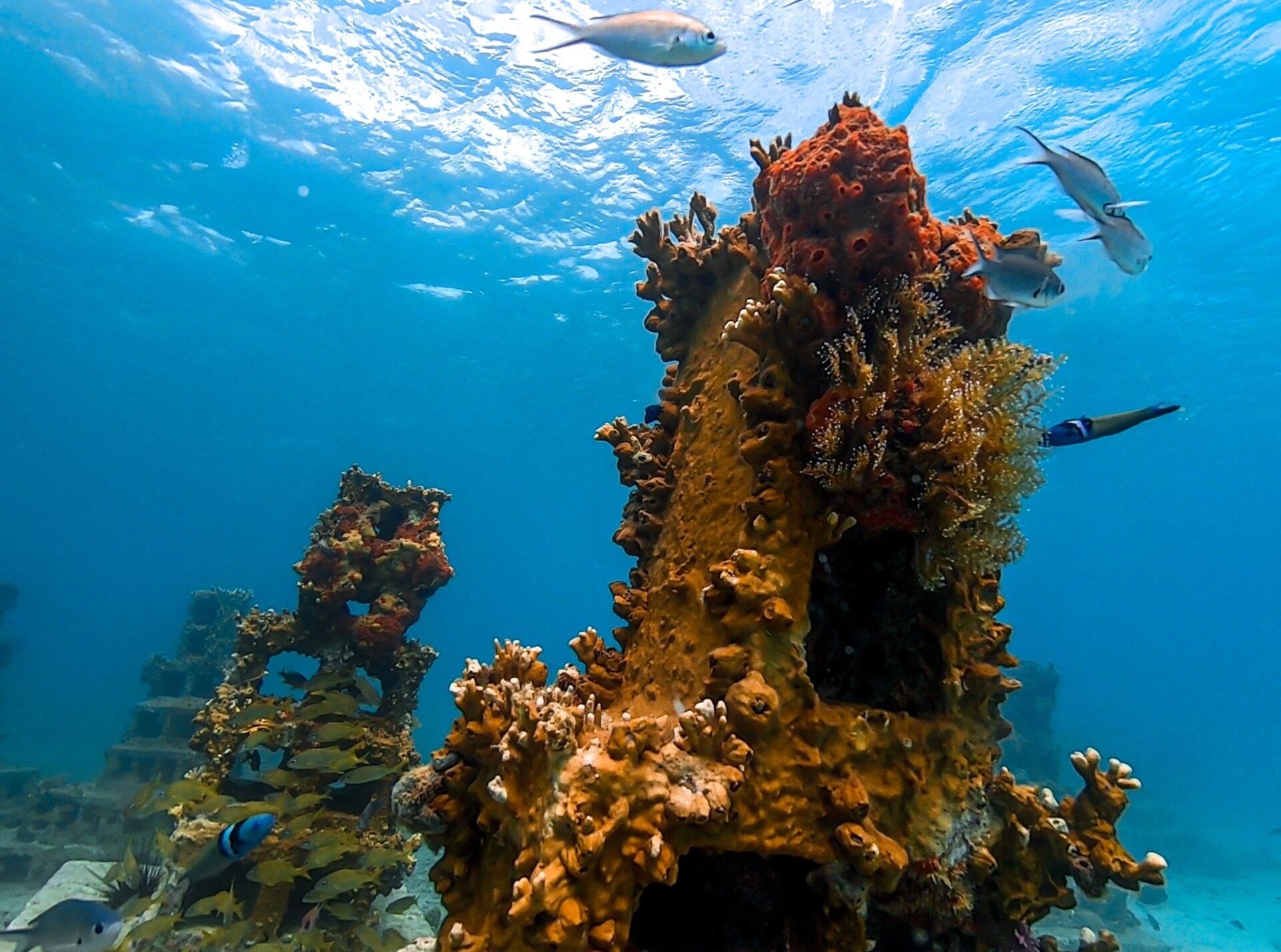 Grand Anse Artificial Reef Project (GAARP) - Grenada Tourism Authority