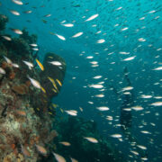 Dive-Grenada-2