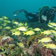 Dive-Grenada-4