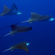 Diving3