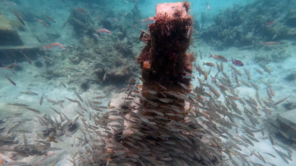 Grand Anse Artificial Reef Project (GAARP) Grenada Tourism Authority