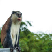 Mona Monkey Chilling in Grand Etang2