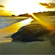 Petit-Carenage-Turtle-Nesting-Beach-at-sunrise-Photo-Tom-Duerden