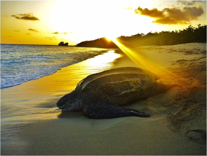 Petit-Carenage-Turtle-Nesting-Beach-at-sunrise-Photo-Tom-Duerden