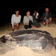 Post-nesting-Leatherback-Turtle-in-Petit-Carenage-Photo-Antonia-Peters