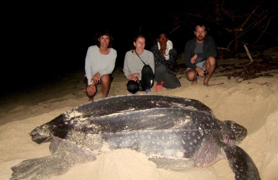 Post-nesting-Leatherback-Turtle-in-Petit-Carenage-Photo-Antonia-Peters