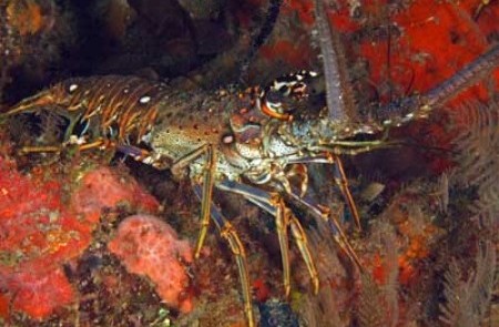 Rspiny-Caribbean-lobster