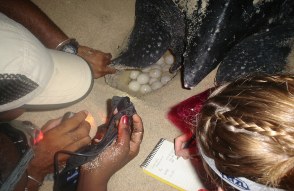 Turtle-Guides-and-Volunteer-counting-Leatherback-Turtle-eggs-in-Petit-Carenage-Photo-Dario-Sandrini