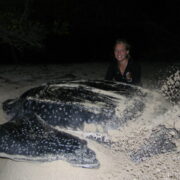 Volunteer-and-post-nesting-Leatherback-Turtle-in-Petit-Carenage-Photo-Tom-Duerden