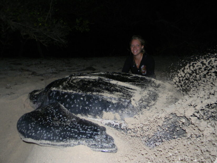 Volunteer-and-post-nesting-Leatherback-Turtle-in-Petit-Carenage-Photo-Tom-Duerden