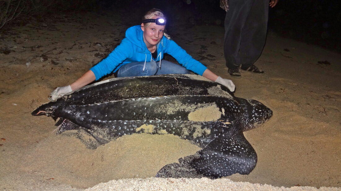 Volunteer-measures-post-nesting-Leatherback-in-Petit-Carenage-Photo-Piero-Becker-JPG