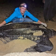 Volunteer-measures-post-nesting-Leatherback-in-Petit-Carenage-Photo-Piero-Becker-JPG