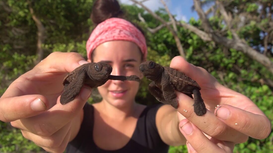 Volunteer-with-Hawksbill-turtle-hatchlings-just-emerged-from-nest-in-Petit-Carenage-Photo-Piero-Becker-jpg