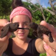 Volunteer-with-Hawksbill-turtle-hatchlings-just-emerged-from-nest-in-Petit-Carenage-Photo-Piero-Becker-jpg