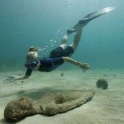 eco-dive-grenada