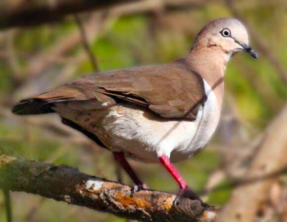 National Bird: Grenada Dove (Leptotila wellsi)