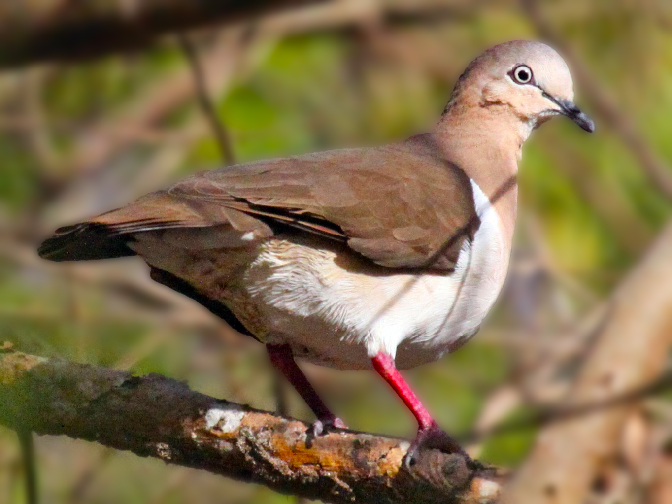 National Bird: Grenada Dove (Leptotila wellsi)