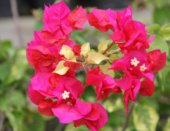 National Flower: Bougainvillea