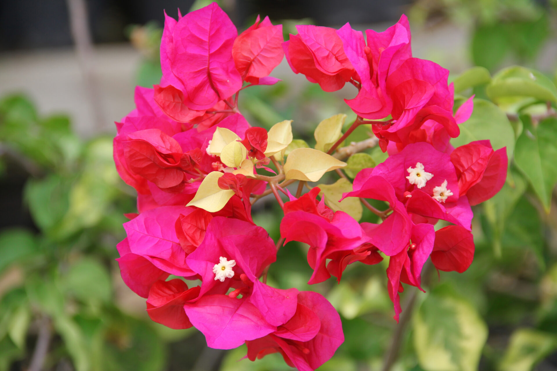 National Flower: Bougainvillea