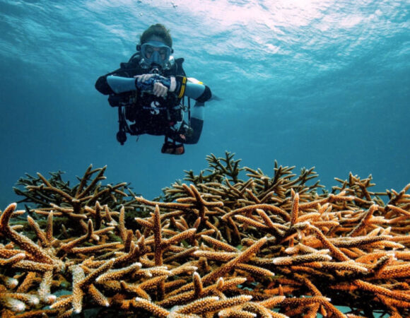 DIVE CONSERVATION FESTIVAL: GRENADA EDITION RETURNS FOR ITS 2nd YEAR IN THE SPICE ISLE OF THE CARIBBEAN