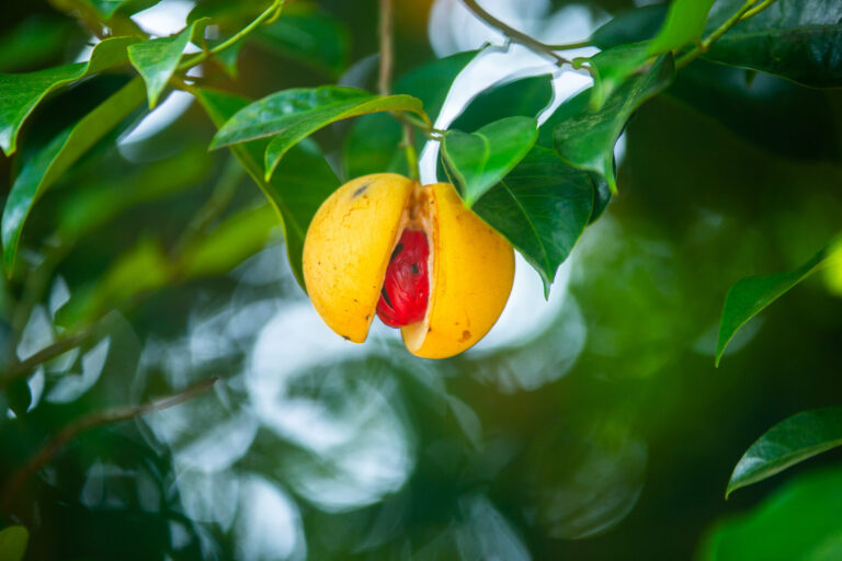 Grenada – The Spice of Life!