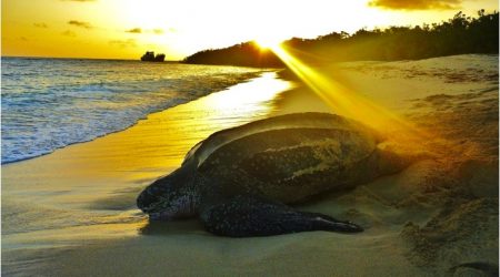 Petit-Carenage-Turtle-Nesting-Beach-at-sunrise-Photo-Tom-Duerden grenada tourism, Grenada Tourism Authority